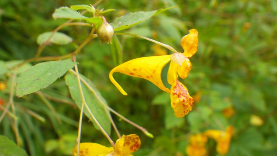 2014-09-11 04 North American Impatiens capensis.jpg